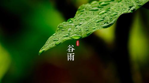 明朝知谷雨，無策禁花風(fēng)