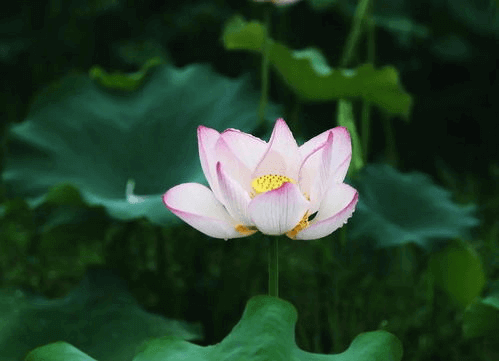 大暑節(jié)氣至，清風(fēng)此處尋。
